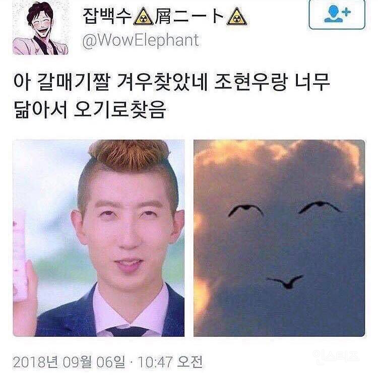 조현우 닮은 갈매기, 오기로 찾았네 휴