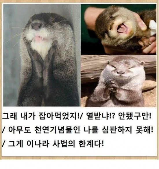 수달이... 수달이가 ?