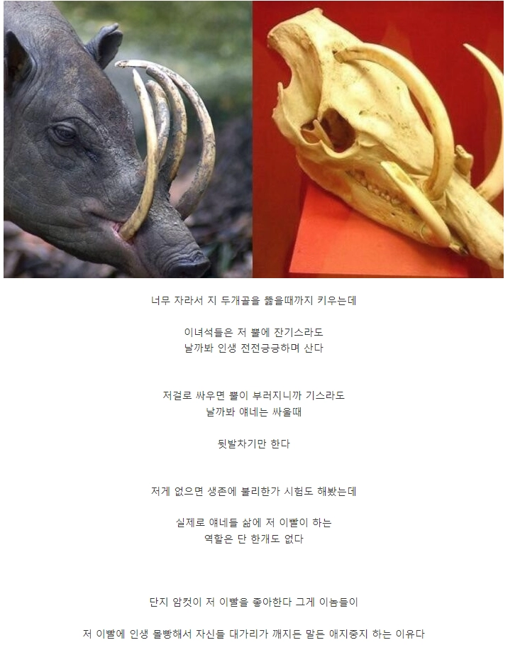 좆도 아닌거에 인생 몰빵한 동물