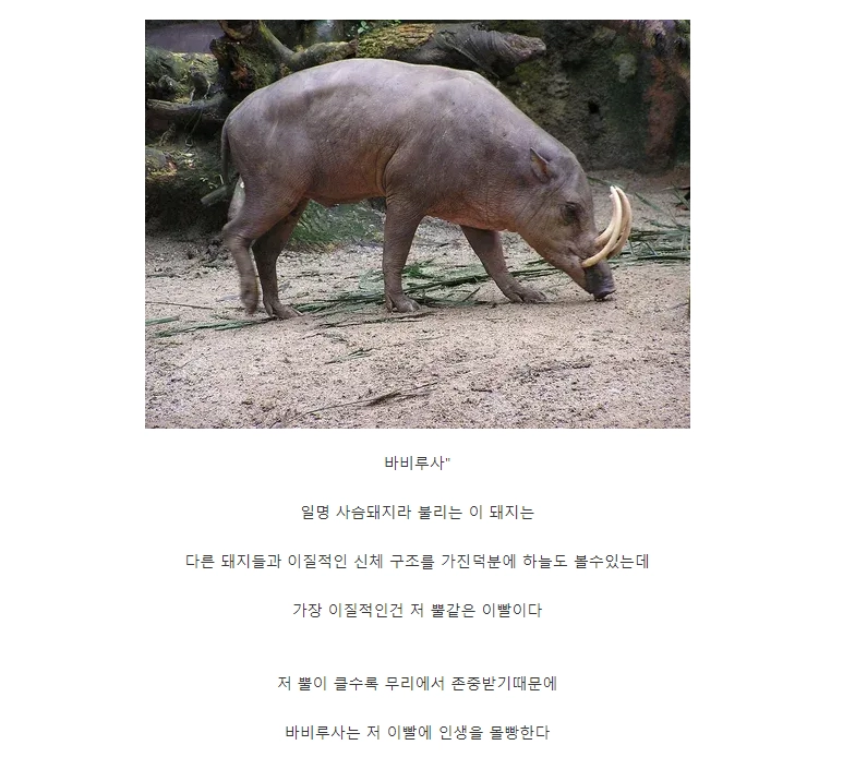 좆도 아닌거에 인생 몰빵한 동물