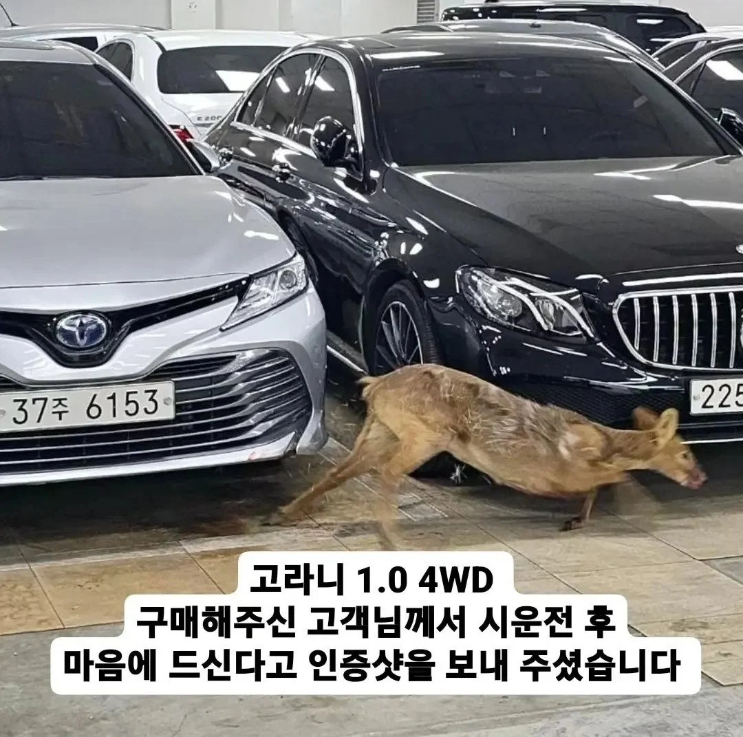 중고차 보러온 손님 119 불러서 내쫓은 매장